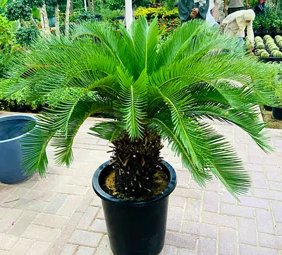 Live Cycas Palm Plant, Indoor/Outdoor Plant