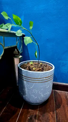 Stylish Decorative Planter Pot for Your Home