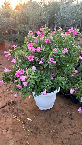 Elegant Pink Desert Rose – Premium Bloom