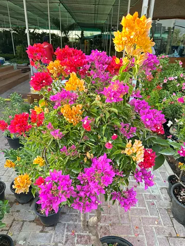 Rare Multi-Tone Bougainvillea – Vibrant Grafted Beauty