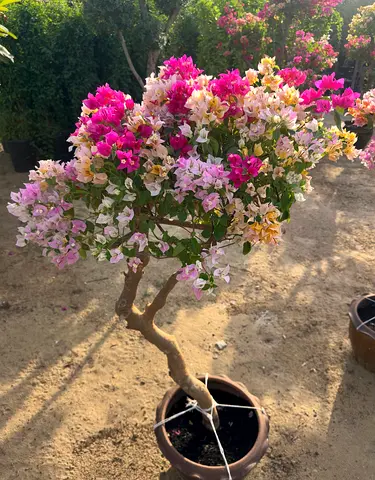Rare Twisted Bougainvillea | Multicolor Bracts | Garden-Ready Beauty