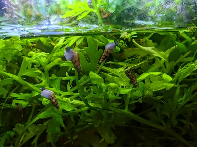 Free Aquarium Snail