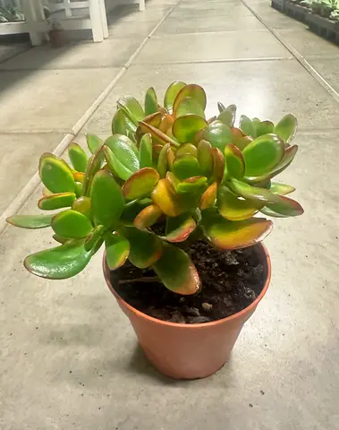 Jade Plant (Crassula Ovata) – Hardy Succulent for Home  Office