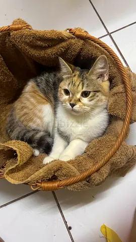 Adorable Calico Cat Looking for a Loving Home