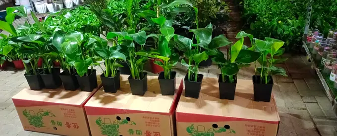 Strelitzia Nicolai - Bird of paradise - Indoor Plant, 40-50cm height