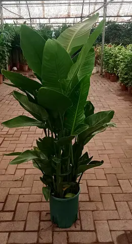 Live Strelitzia Nicolai (Bird of pardise) Indoor Plant, 100cm - 120cm Height