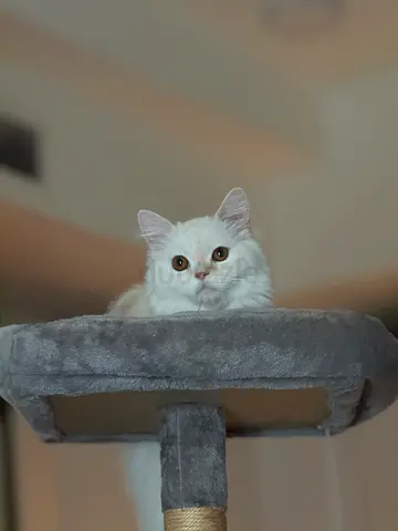 Adorable White Cat Looking for a Loving Home