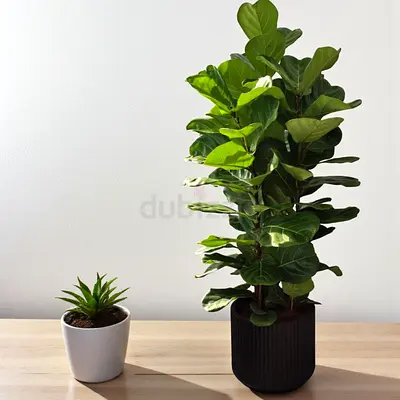 Fiddle leaf 3 stem (Indoor plant)