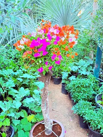 Vibrant Bougainvillea Tree for Your Garden