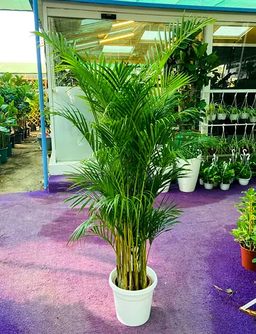 Live Areca Palm Plant In White Pot, Indoor Plant, 180 - 200cm Height