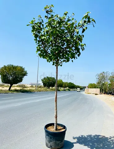Hibiscus tiliaceus (Sea Hibiscus) – 3.5m Tall Tree in 95L Pot, Hardy Shade  Ornamental Plant – 550