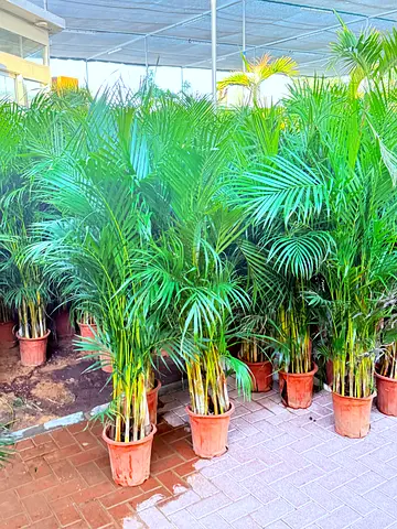 Lush Indoor Palm Plants for Sale - Brighten Your Home!