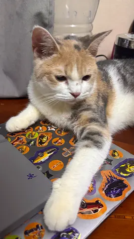 Adorable Kitten Looking for a Loving Home!