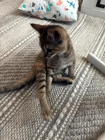 Cat 4 months old for donation