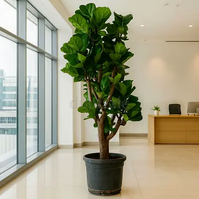 Huge Ficus Lyrata / Fiddle Tree – Indoor Statement Plant