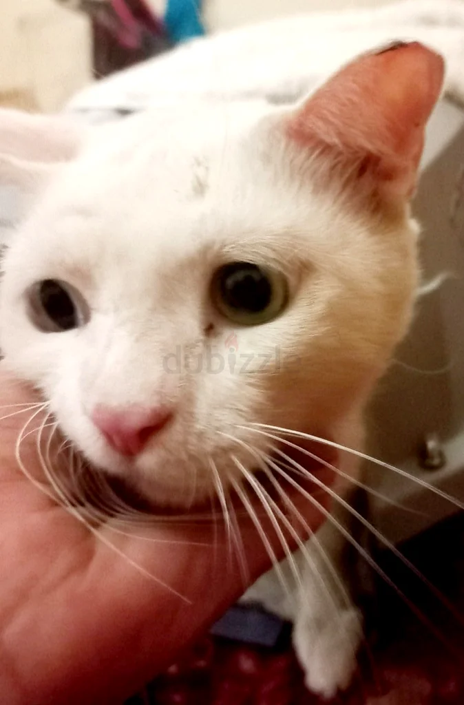 Pets online 1433 Pets in Dubai price list dubizzle Page-28 - Main Image