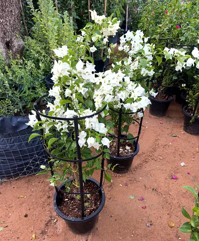 Bougainvillea – Full White | 80–100cm | 4-Stick | AED 45