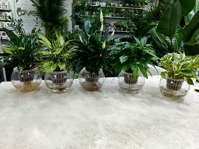 Stylish Indoor hydroponic Plant in glass vase (COMBO OFFER)