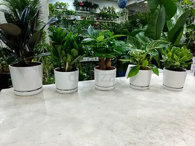 Stylish Indoor Plants for a Green Touch