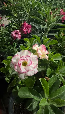 Premium Grafted Bloom – 40–60cm, Potted, Flowering