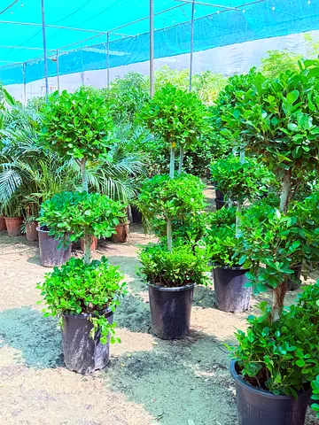 Lush Green Indoor Plants for Sale!