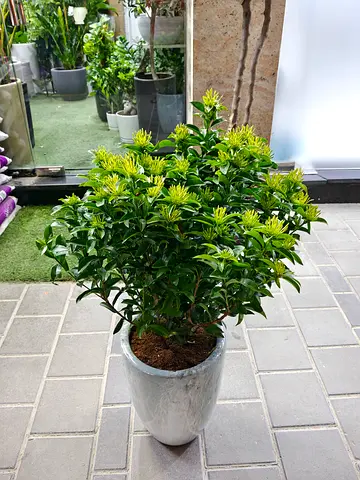 Outdoor flowering plants