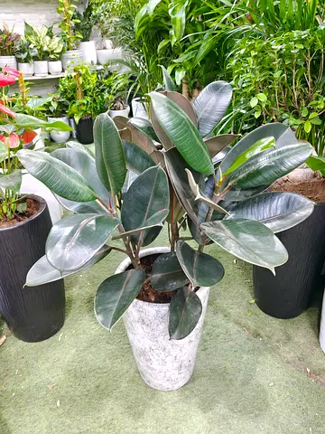 Stunning Rubber Plant in Elegant Pot for Your Indoor Oasis
