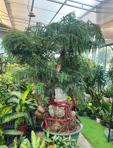 Araucaria Bonsai | Tall Indoor Pine Tree | 2.8-3m | UAE Climate Ready | Majestic Indoor Pine