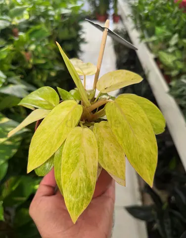 Philodendron Painted Lady | Vibrant Indoor Foliage | UAE Climate Friendly