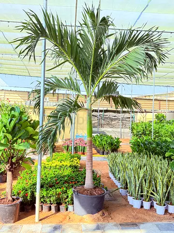 Lush Indoor Plant for Your Home Decoration