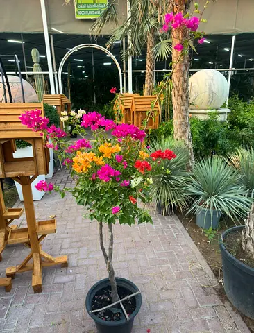 Bougainvillea – Multicolor Grafted | Outdoor Plant | UAE Delivery