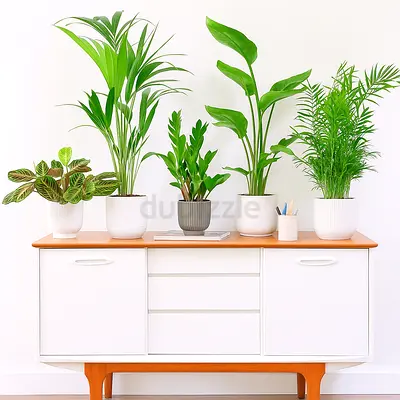Indoor Plants Set in White Ceramic Pots (Calathea Orbifolia, Kentia Palm, ZZ Plant, Strelizia, Palm)