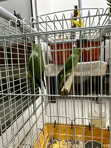 Indian Ring Neck Parrots