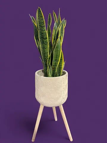 Elegant Snake Plant | 60–80cm Tall | With Cream Fiber Pot  Wooden Stand