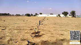 Farm for rent in Almudam Sharjah on lease huge land with 10 warehouses each warehouse size 35m X 5.5