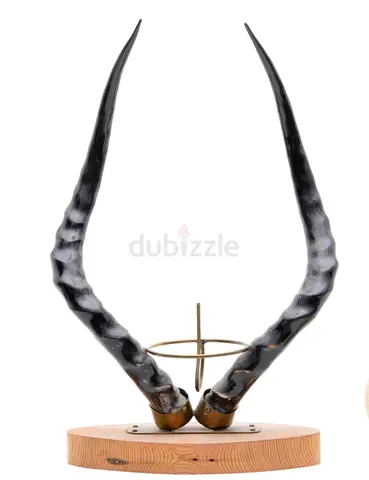 Unique Decorative Impala Horns Sculpture