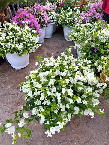 Gorgeous Bougainvillea Collection - Perfect for Your Garden