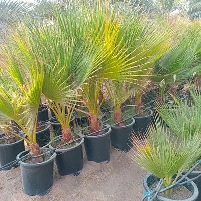 Beautiful Potted Palm Plants for Your Garden