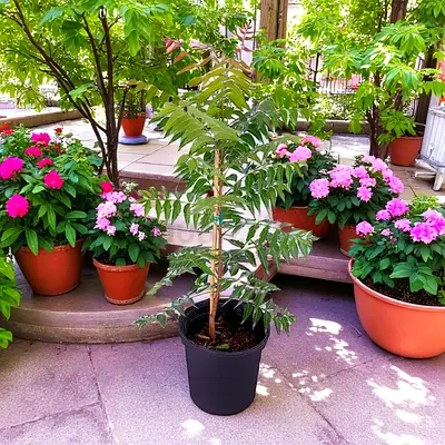 Live Neem Plant, Outdoor Plant, 100cm Height