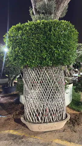 Ficus Nitida – Sculpted Artistic Trunk, Premium Landscape Tree in Pot – Elegant Outdoor Statement