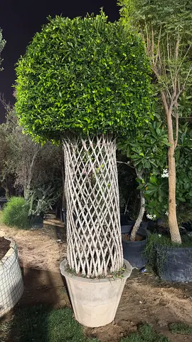 Premium Ficus Nitida – 2.5m Tall | Braided Trunk | Statement Plant