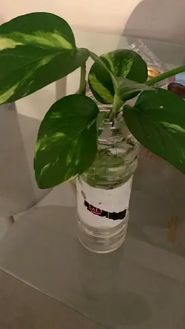 Money Plant