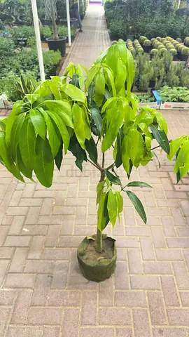Thai Nam Dok Mai Mango Tree  Premium Grafted Variety – Ideal for UAE Climate