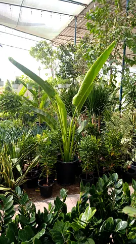 Traveller Palm | 1.8m Height | Elegant Tropical Foliage | Indoor  Outdoor |