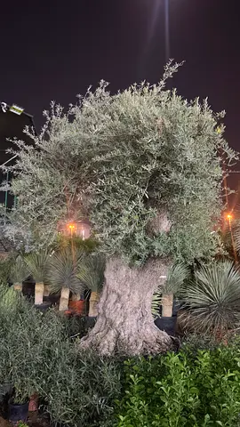 Rare Spanish Olive Tree – Perfect for Garden or Patio