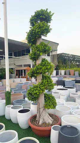 Elegant Spiral Ficus Tree (3m) – Sculpted Beauty for Gardens  Entrances