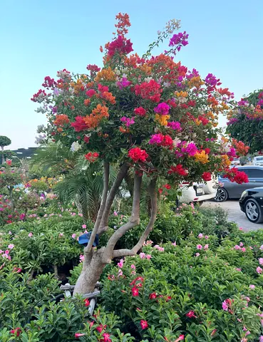 Rare Grafted Bougainvillea – 5+ Colors on One Tree, Ready for Garden or Villa