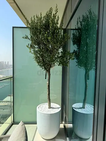 Elegant Indoor Olive Tree for a Touch of Nature