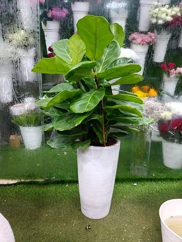 Indoor plant fiddle leaf fig