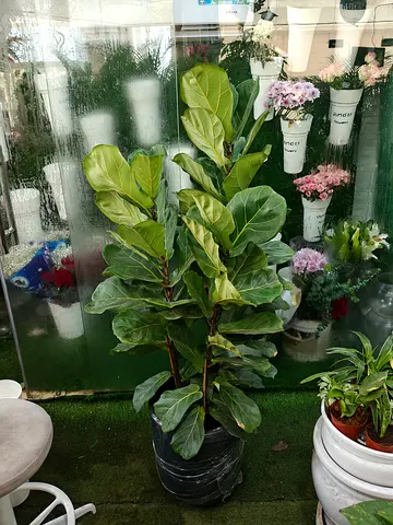 Lush Fiddle Leaf Fig Tree - Perfect Indoor Plant!